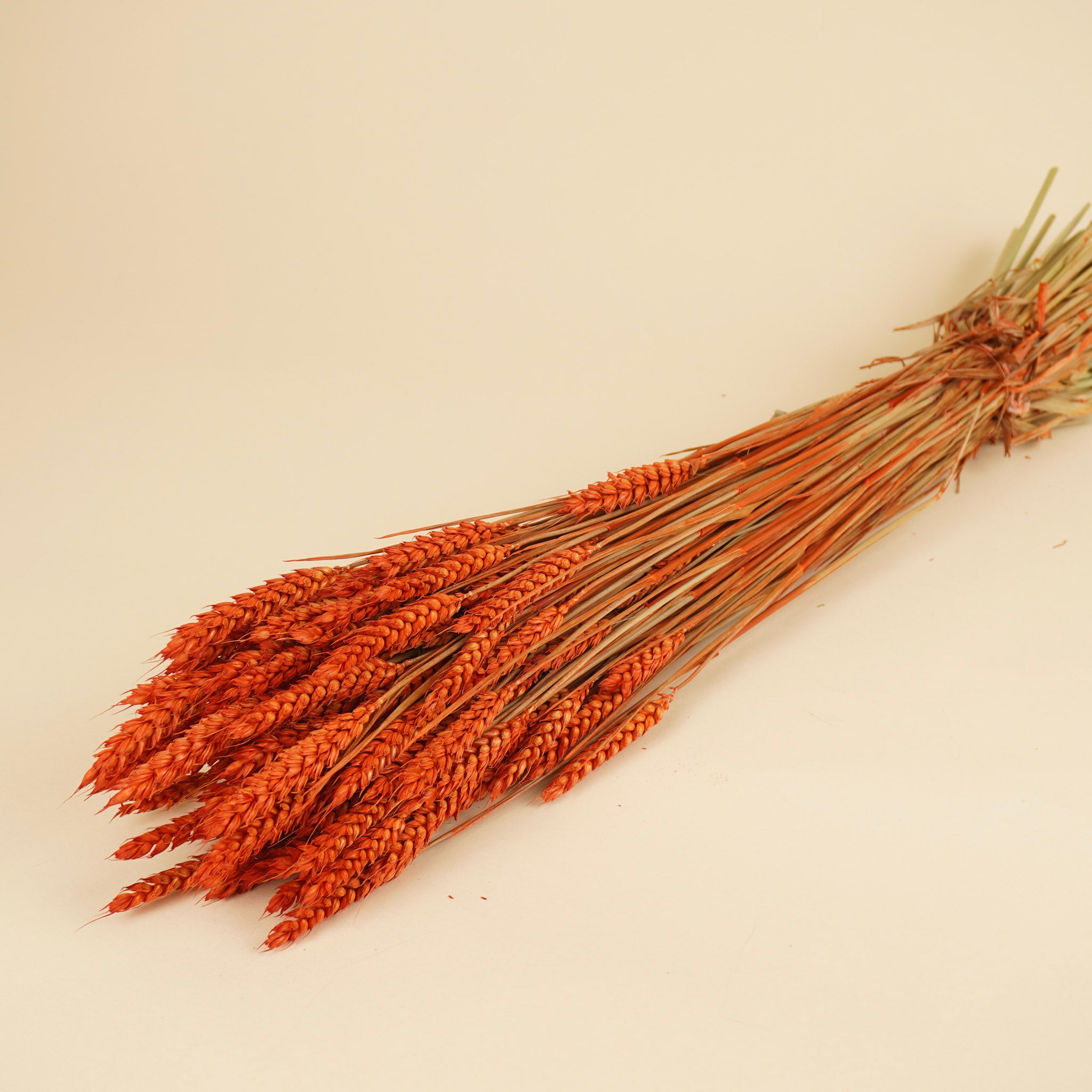 Blé séché orange foncé (triticum)