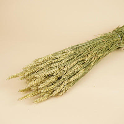 Dried wheat (triticum) natural