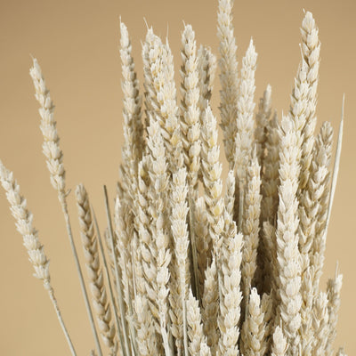 Blé séché blanc