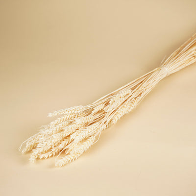 Blé séché blanchi