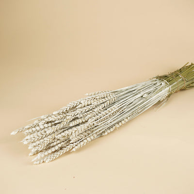 Blé séché blanc