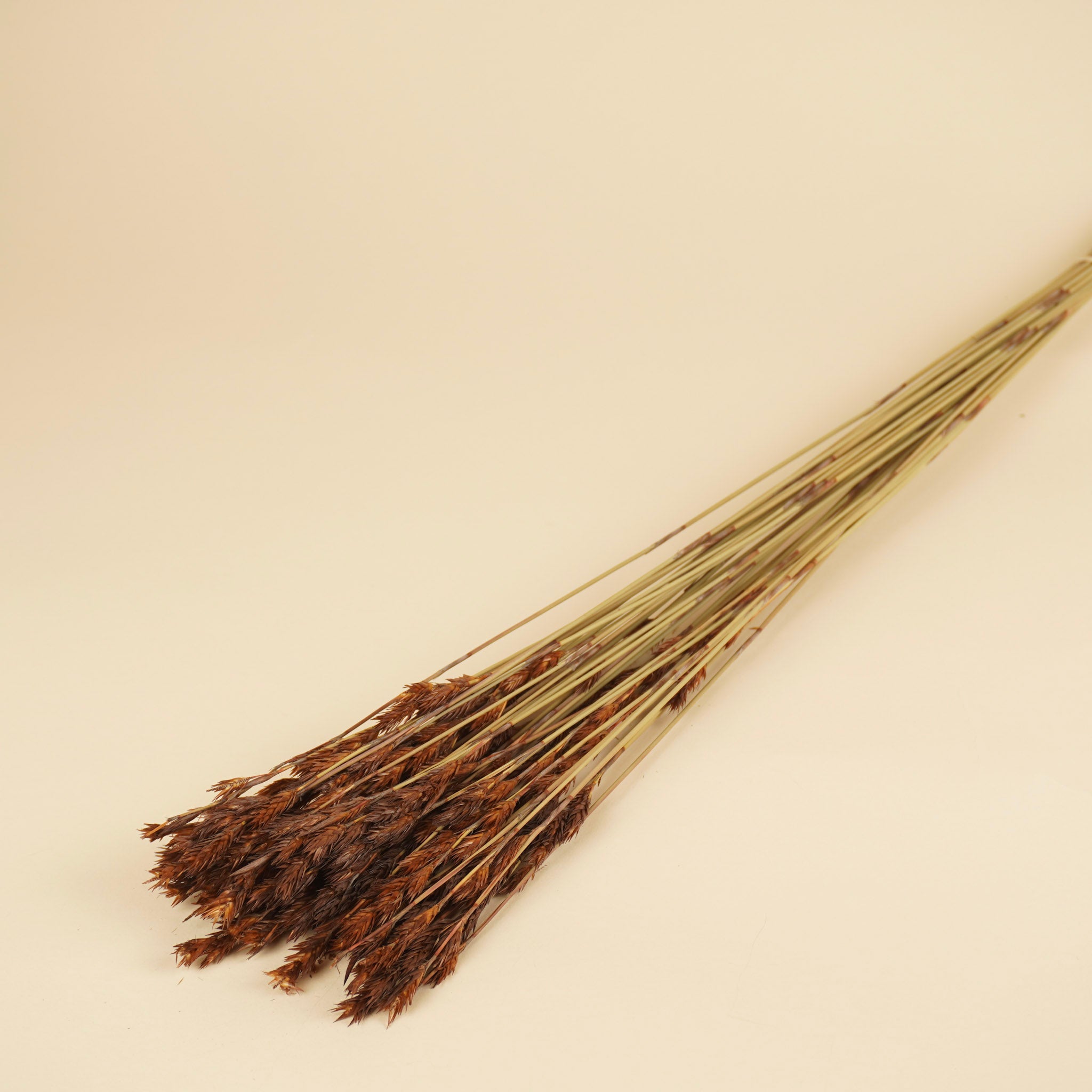 Reed de chaume séché