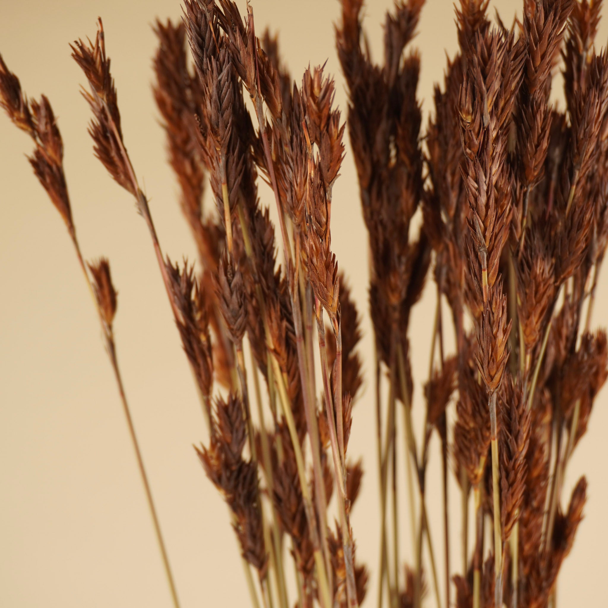 Reed de chaume séché