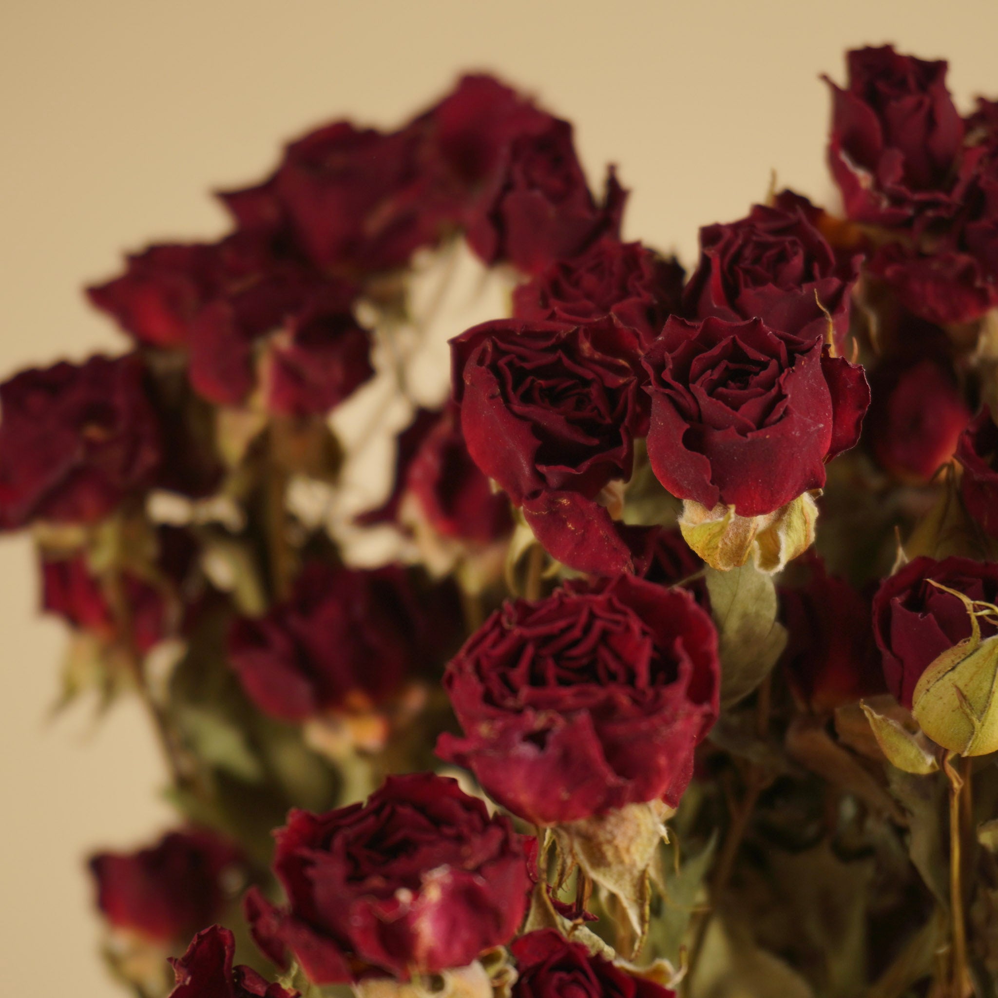 Roses rouges foncées séchées