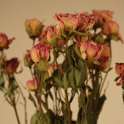 Dried pink bunch