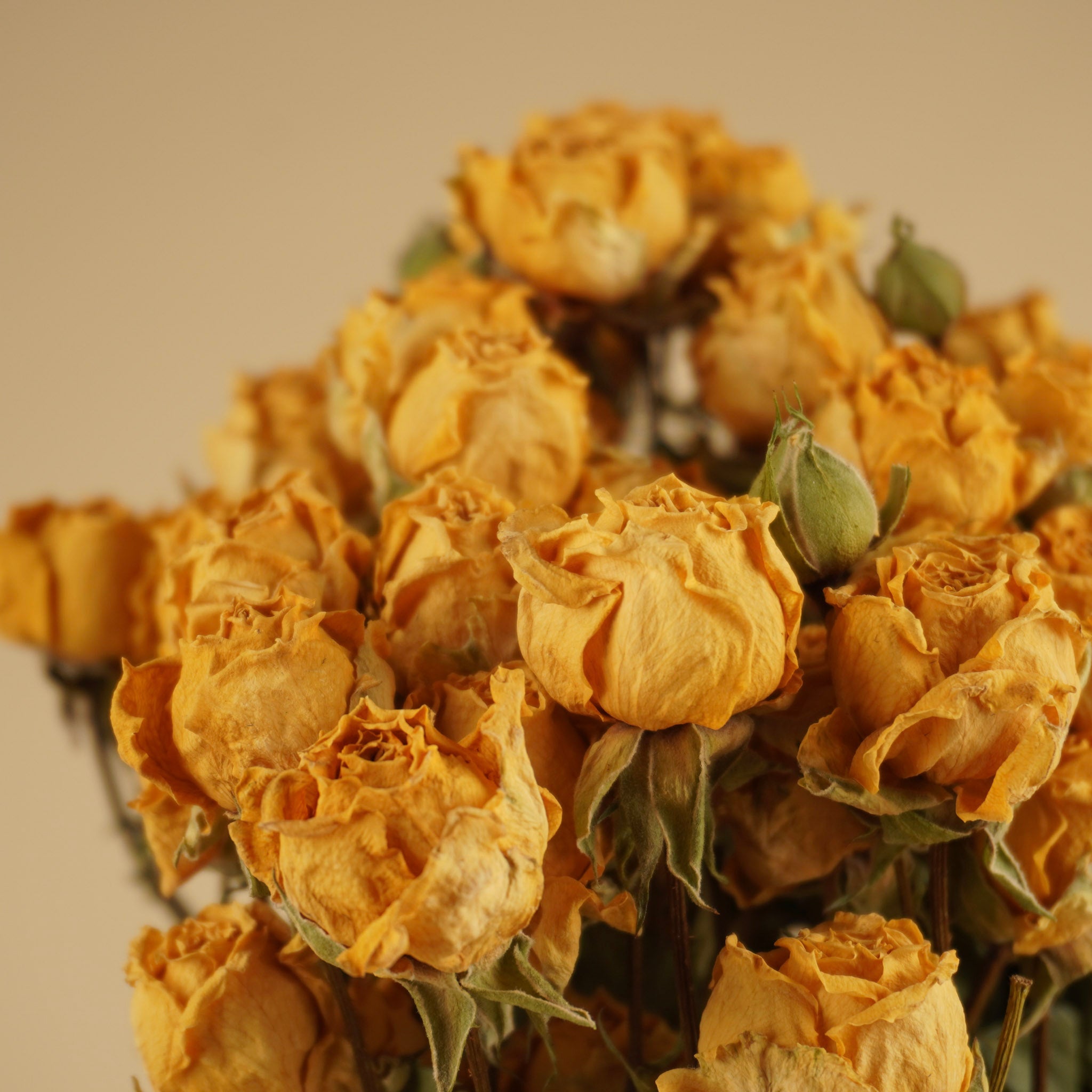 Dried cluster roses yellow