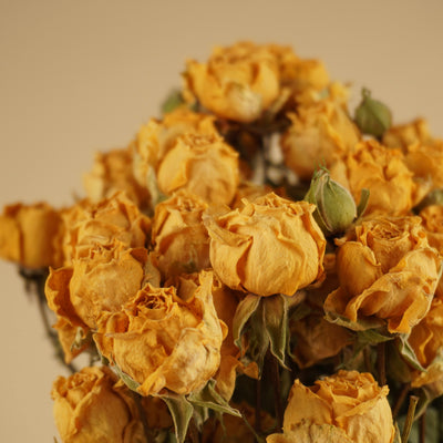 Dried cluster roses yellow