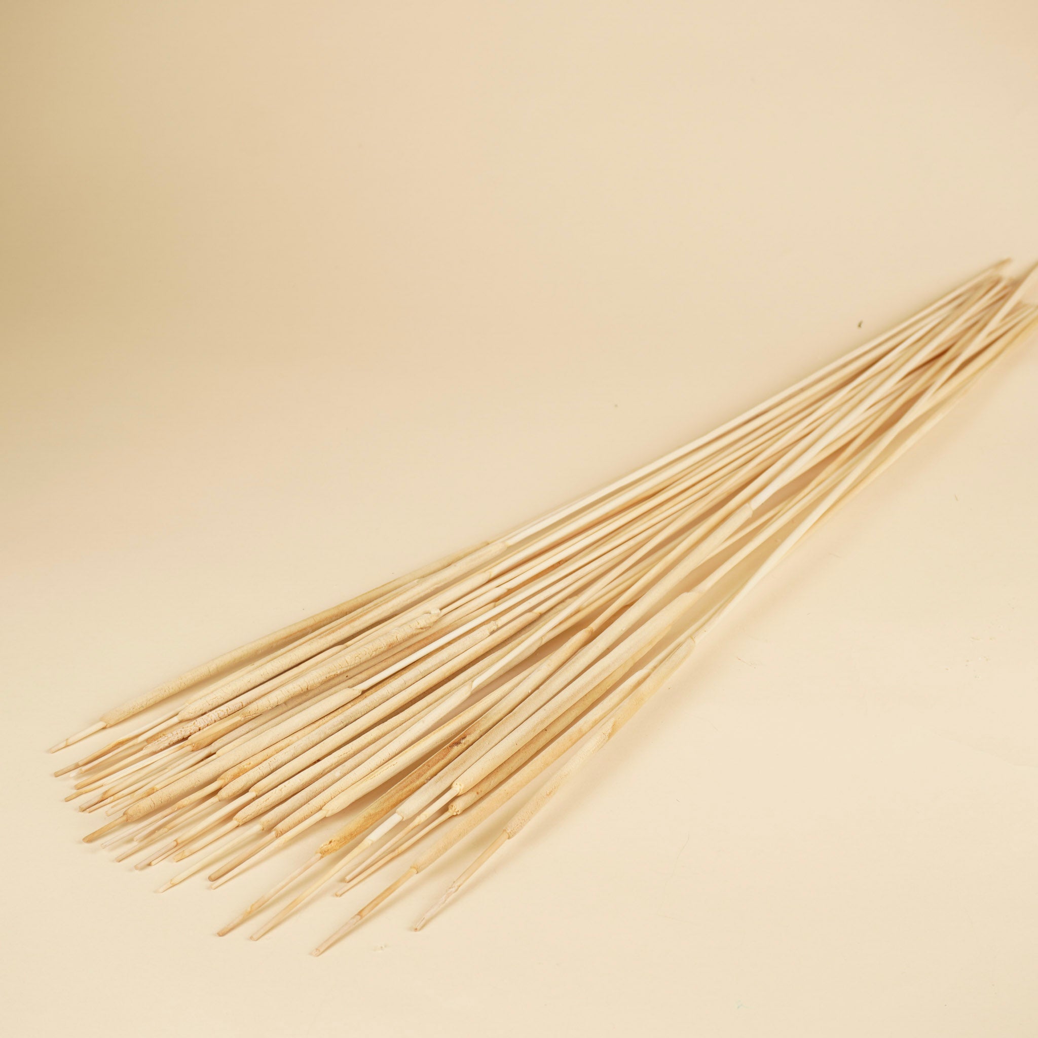 Typha Rietsiger étroit et blanchi (Lisdodde)
