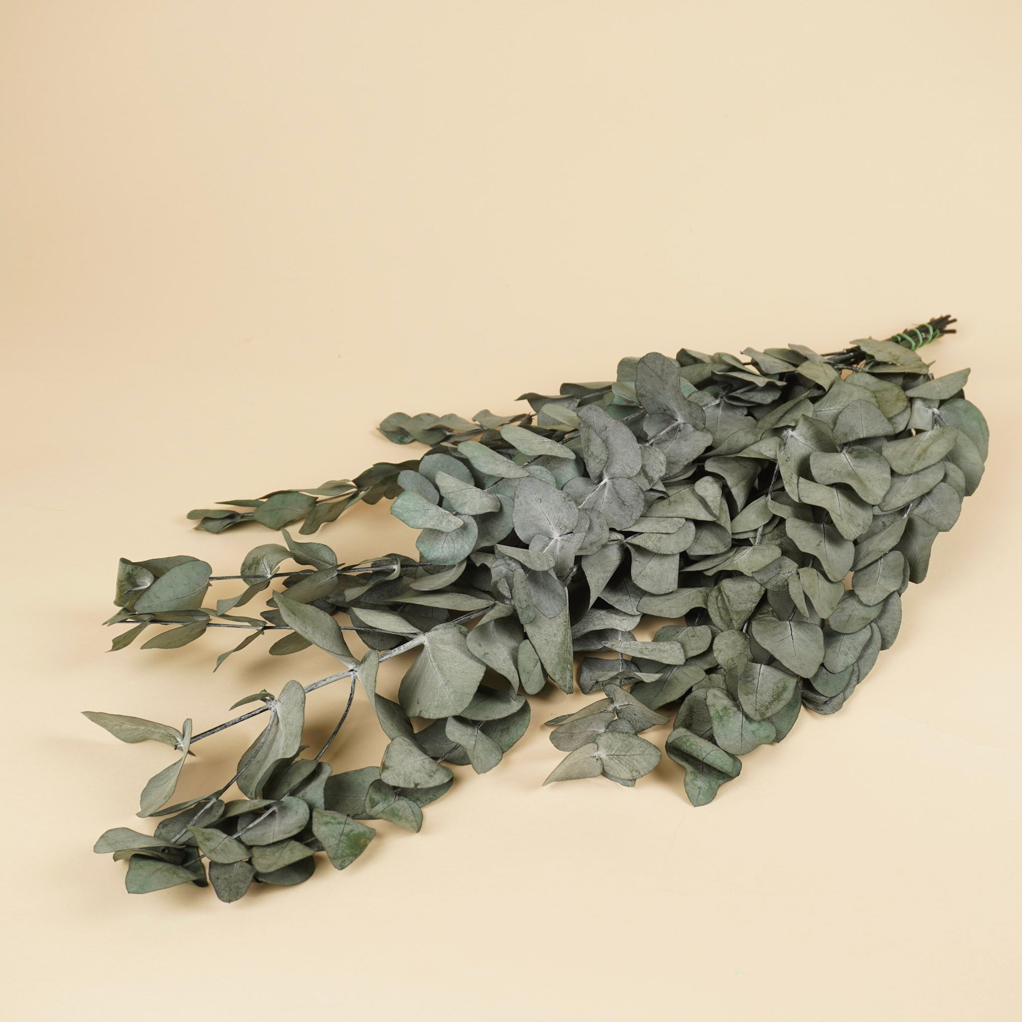 Gepreserveerd eucalyptus cinerea - groen/grijs