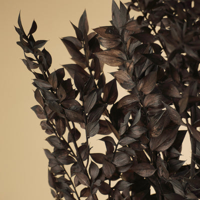 Ruscus black preserved