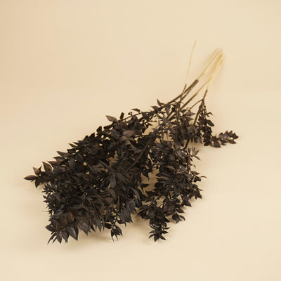 Ruscus black preserved