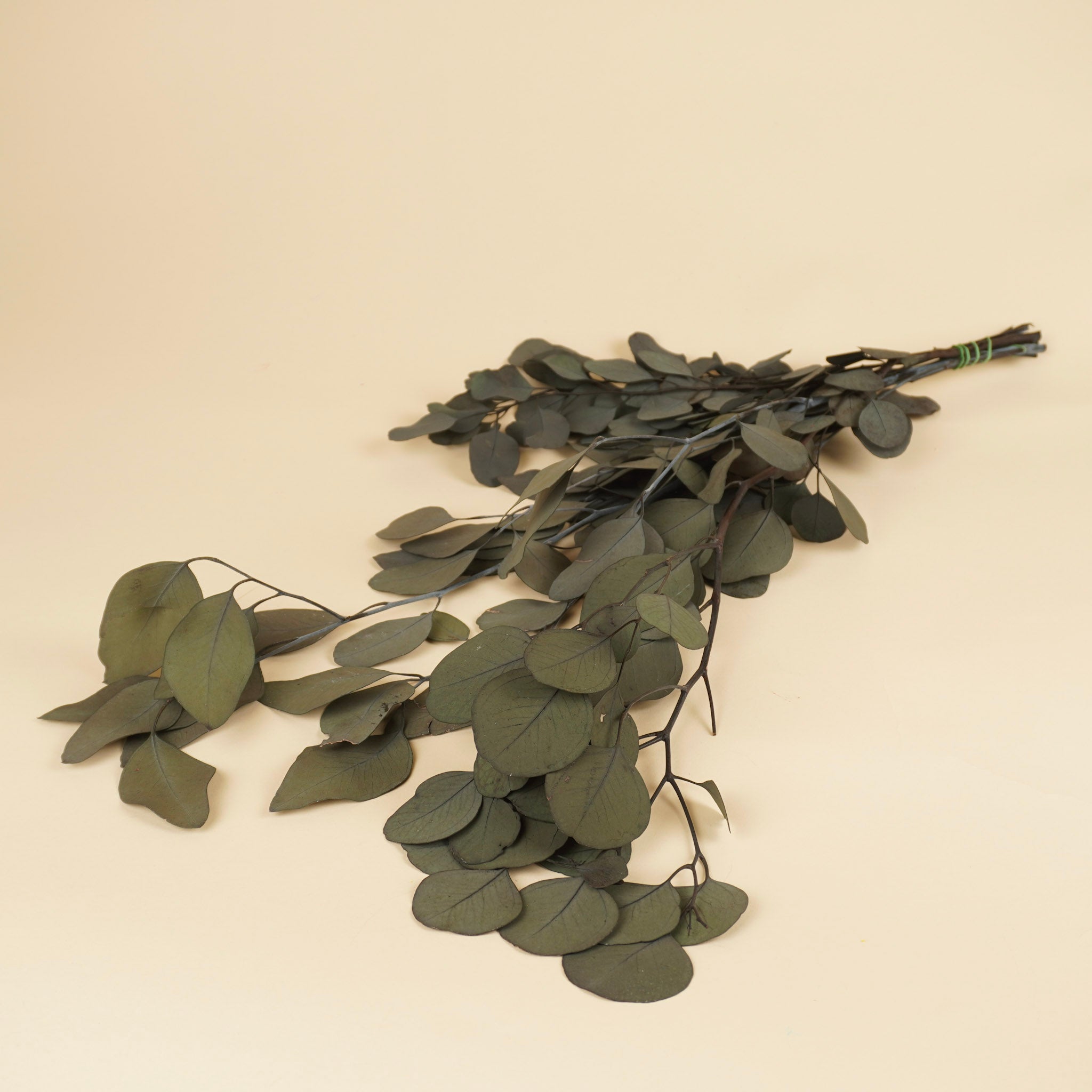 Preserved Eucalyptus Populus Green