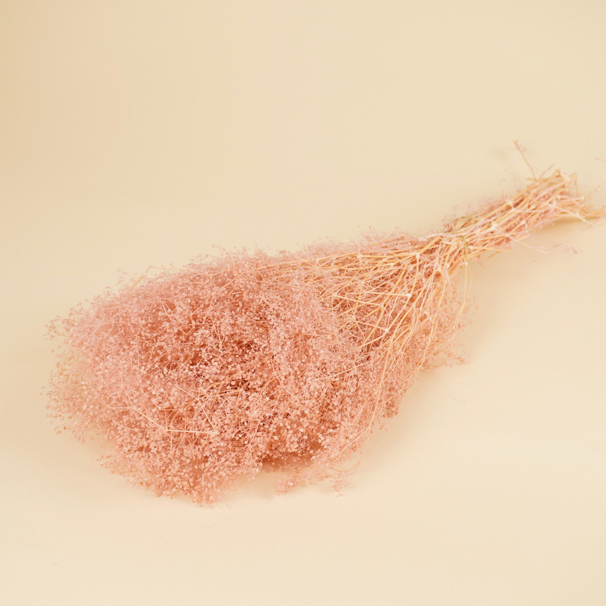 Mini Gypsopsophila Pink conservé (gypse)