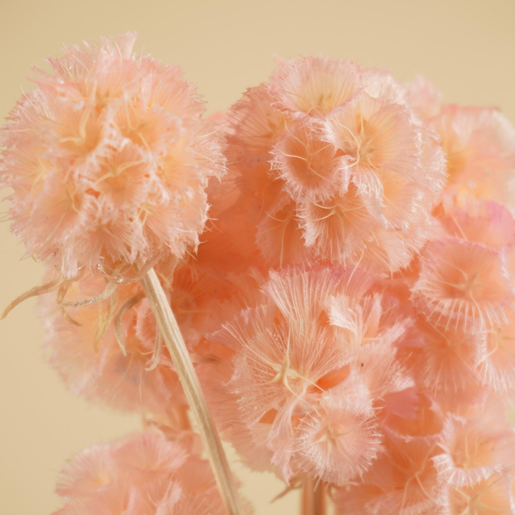 gepreserveerde-scabiosa-licht-roze-detail