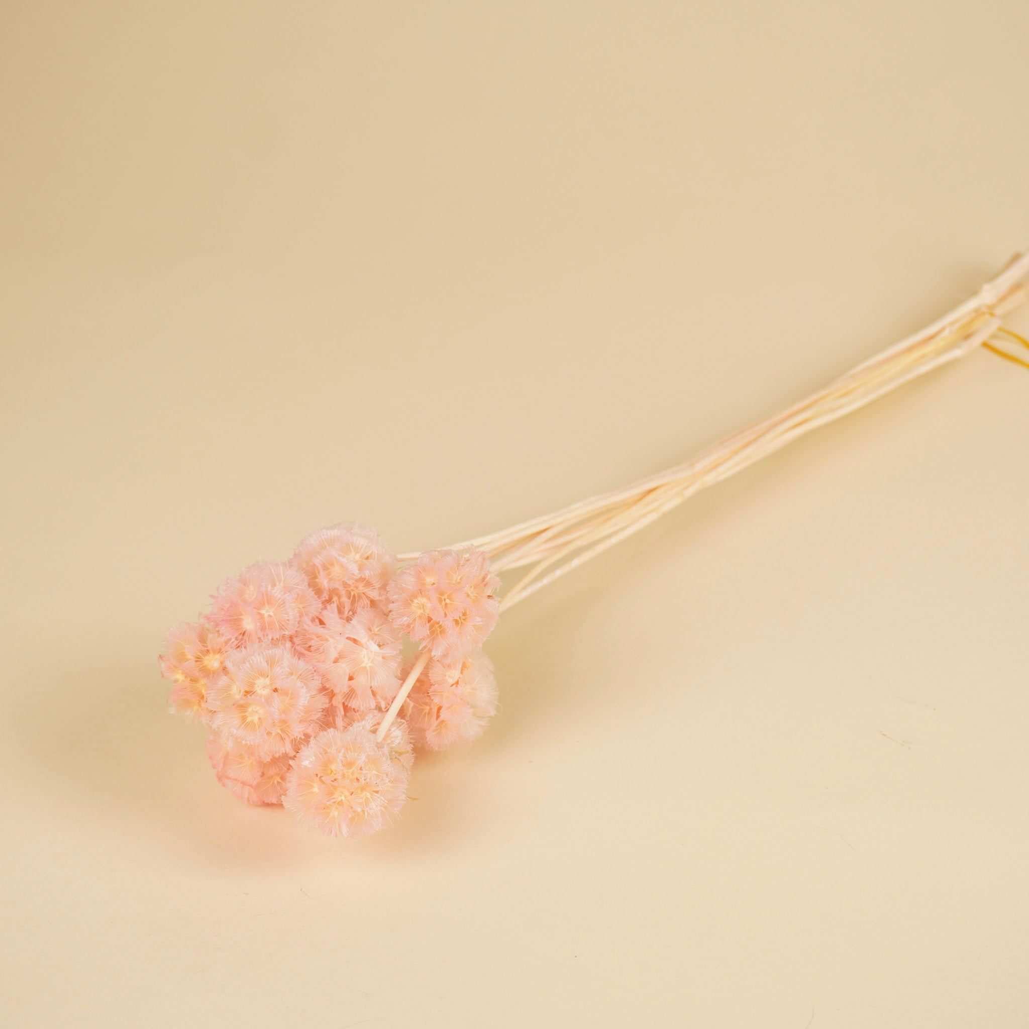 gepreserveerde-scabiosa-licht-roze-detail