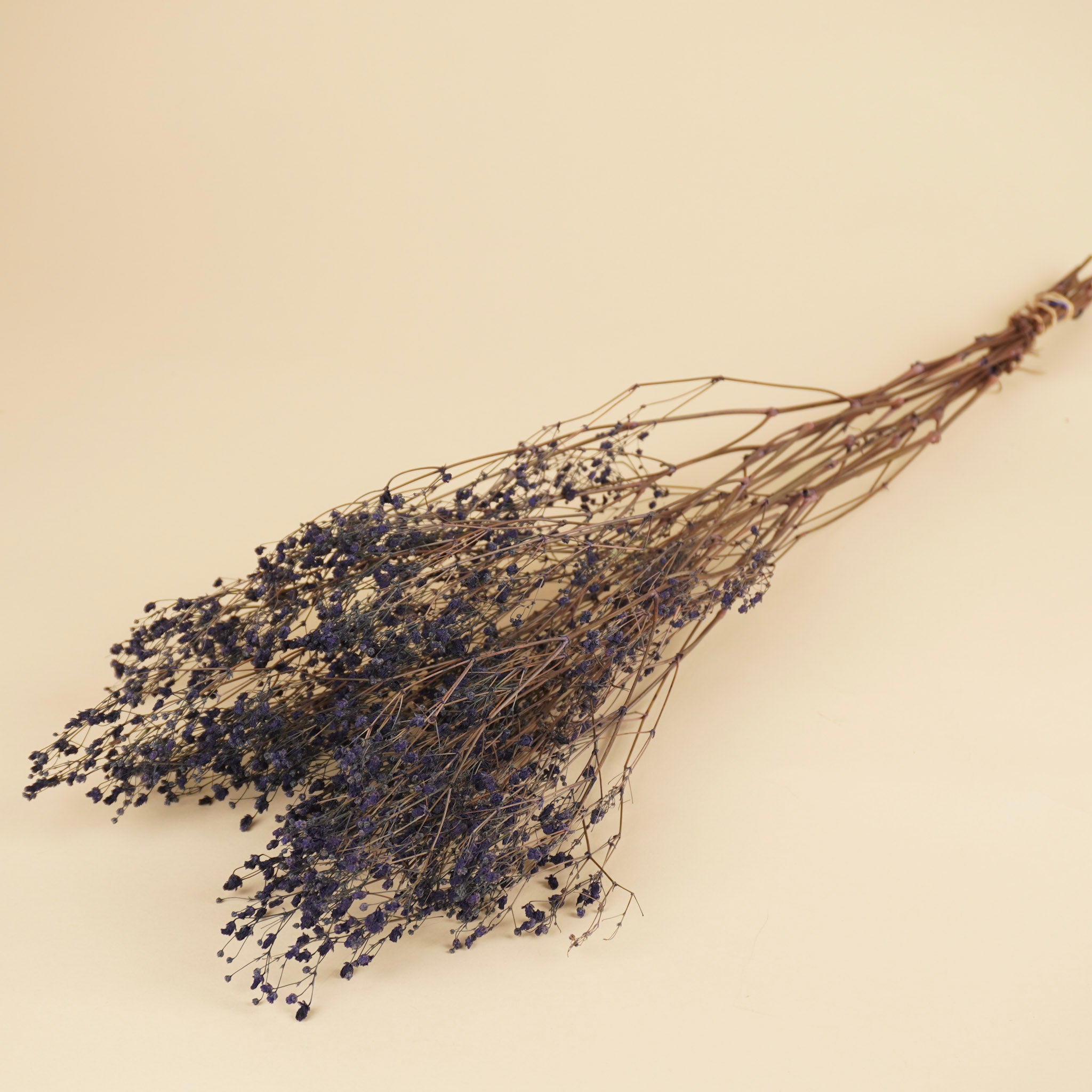 Gips grain (gypsophilia) séché bleu