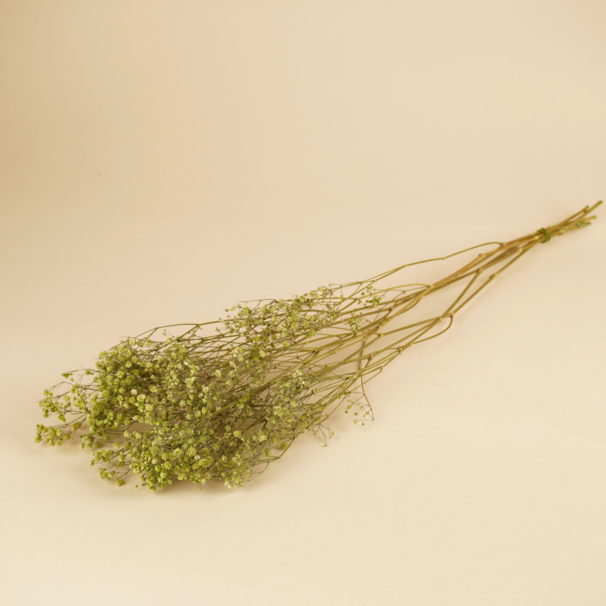 Gypsophile séché au vert (gypse)