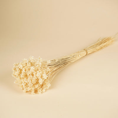 Hill Flower dried white bleached