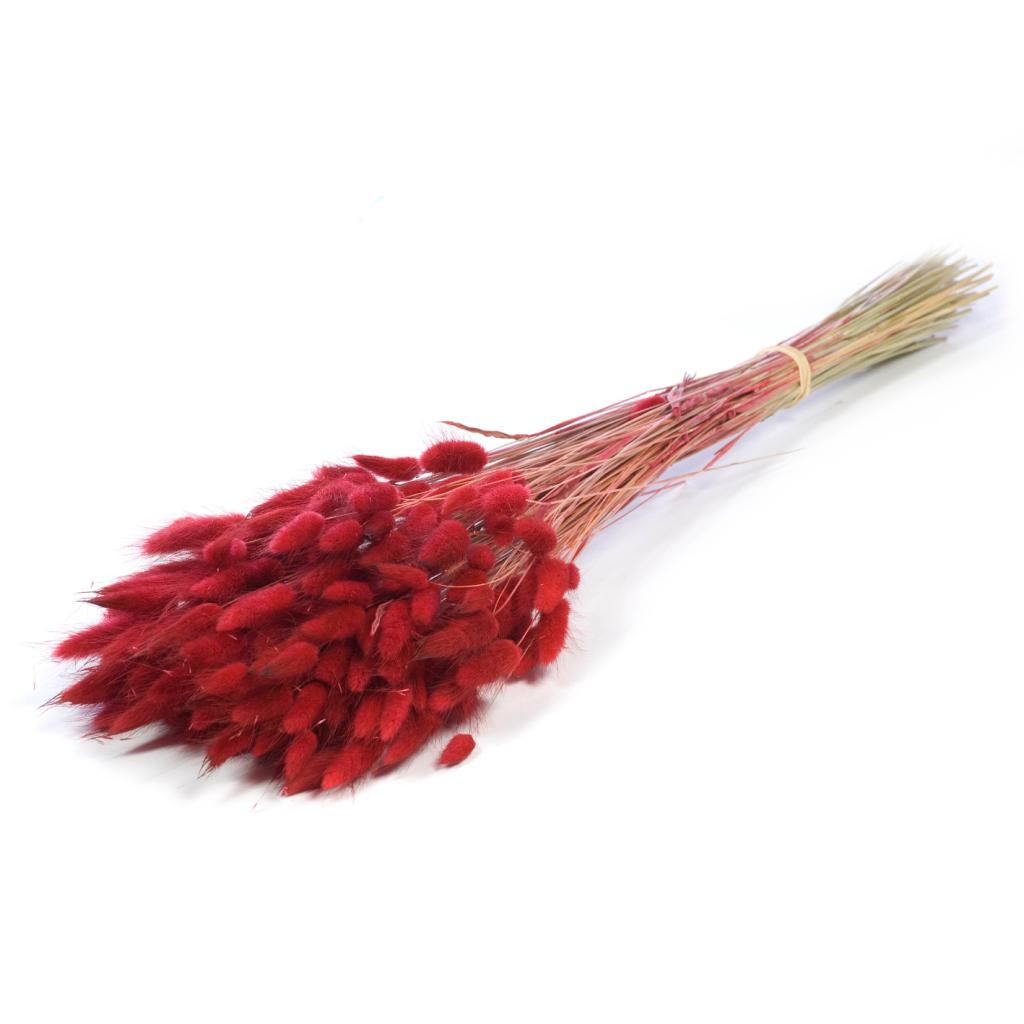 Gedroogde lagurus – rood