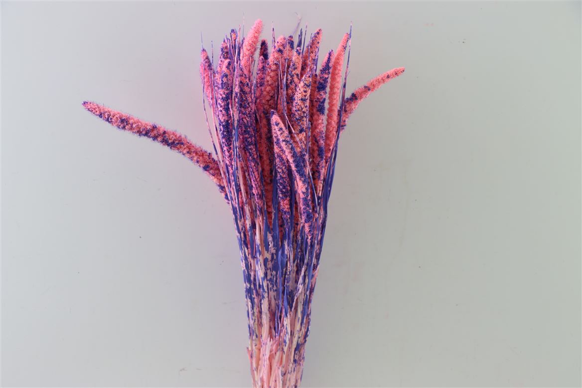 Dried Setaria Blue/Yellow - Van Goch (Copy)