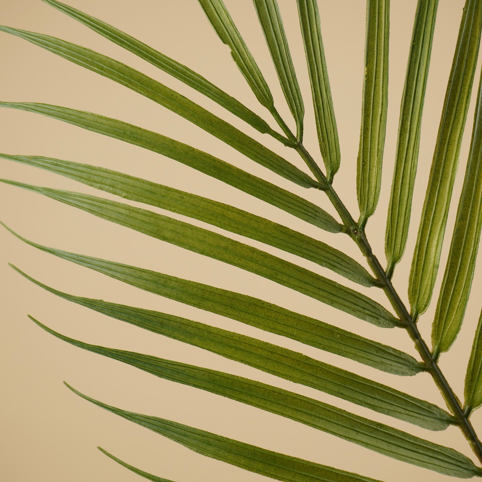 Chamaedorea soyeux – Vert (75 cm)