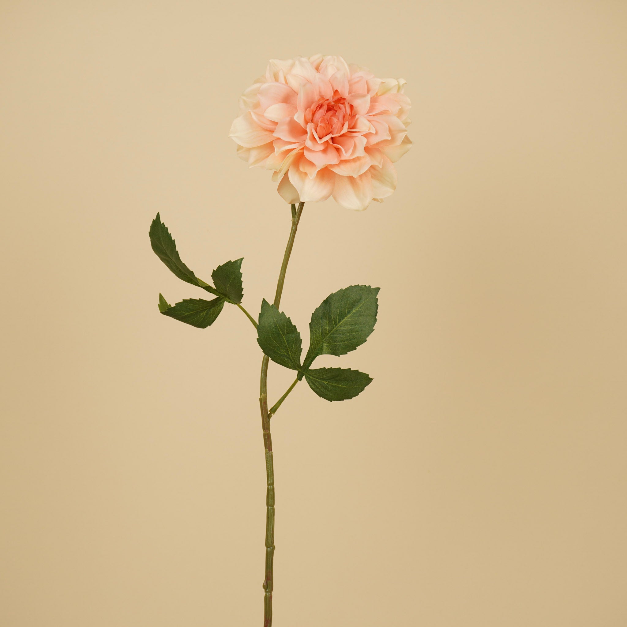 Dahlia de soie – Pêche (72 cm)