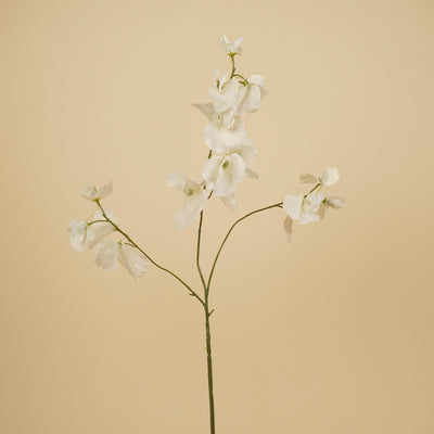 Lathyrus en soie – Ivoire (75 cm)