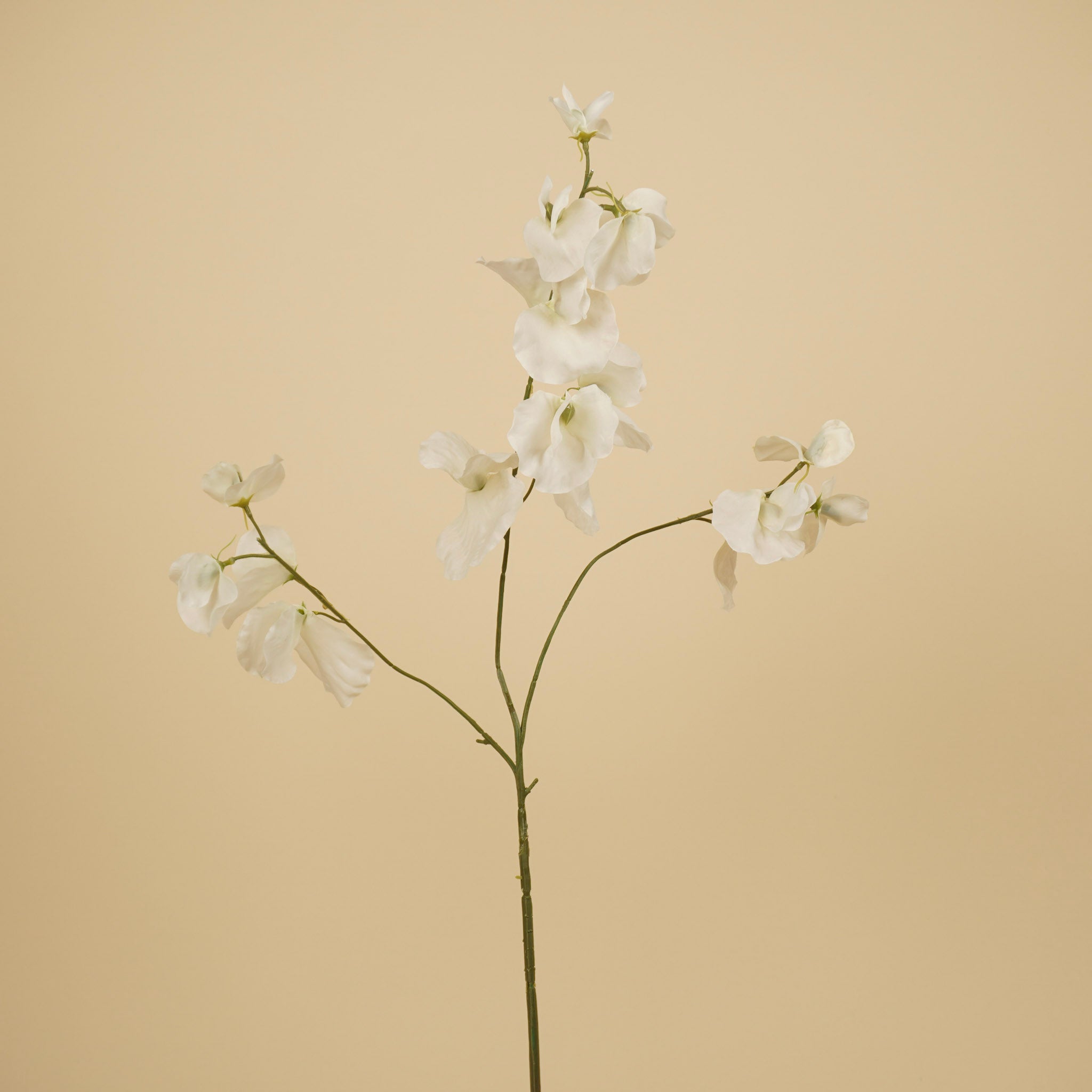 Lathyrus en soie – Crème (75 cm)