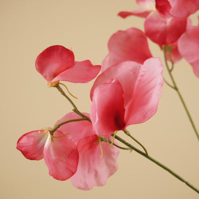 Lathyrus en soie – Rose (75 cm)
