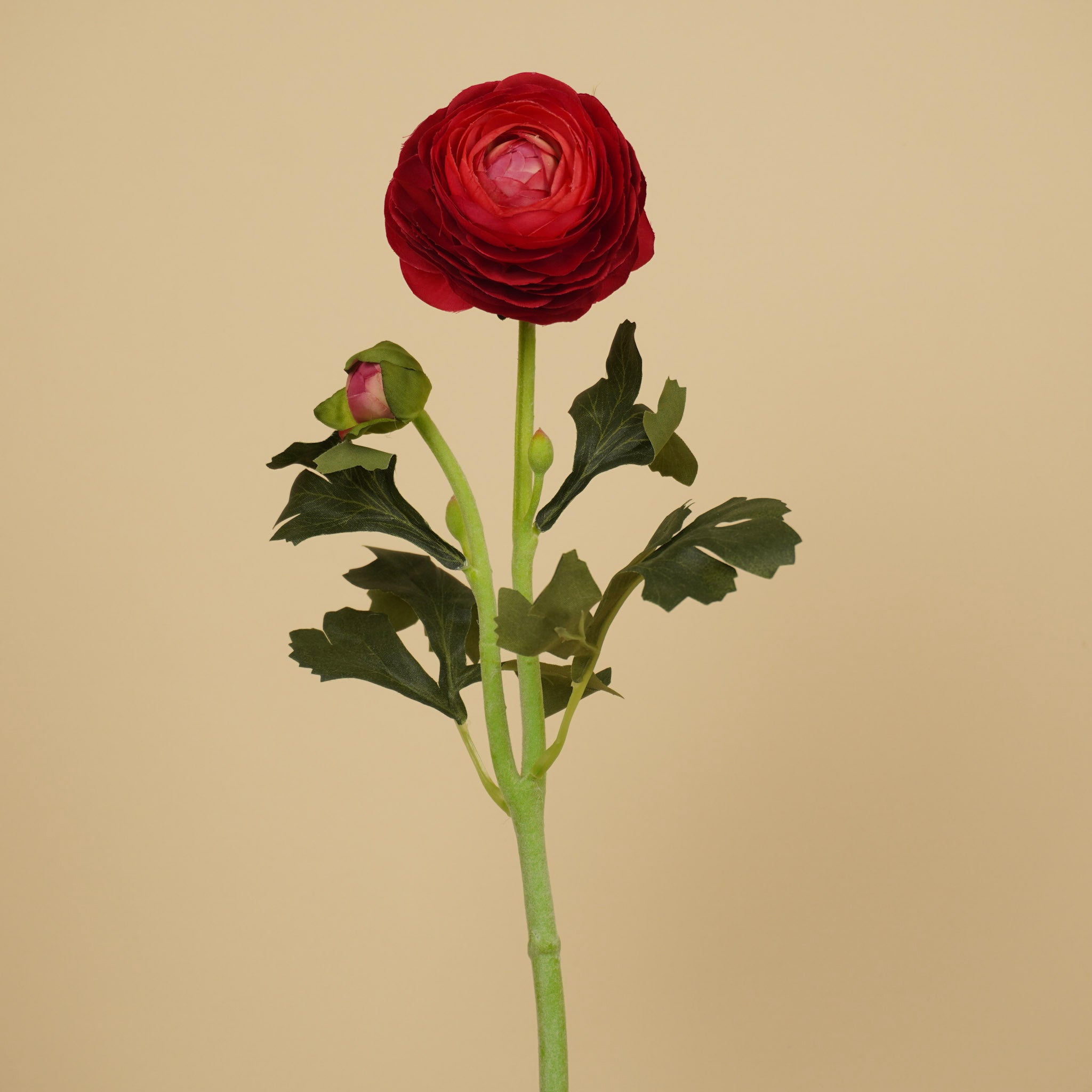Renoncule de soie – Bordeaux foncé (51 cm)