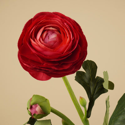 Renoncule de soie – Bordeaux foncé (51 cm)
