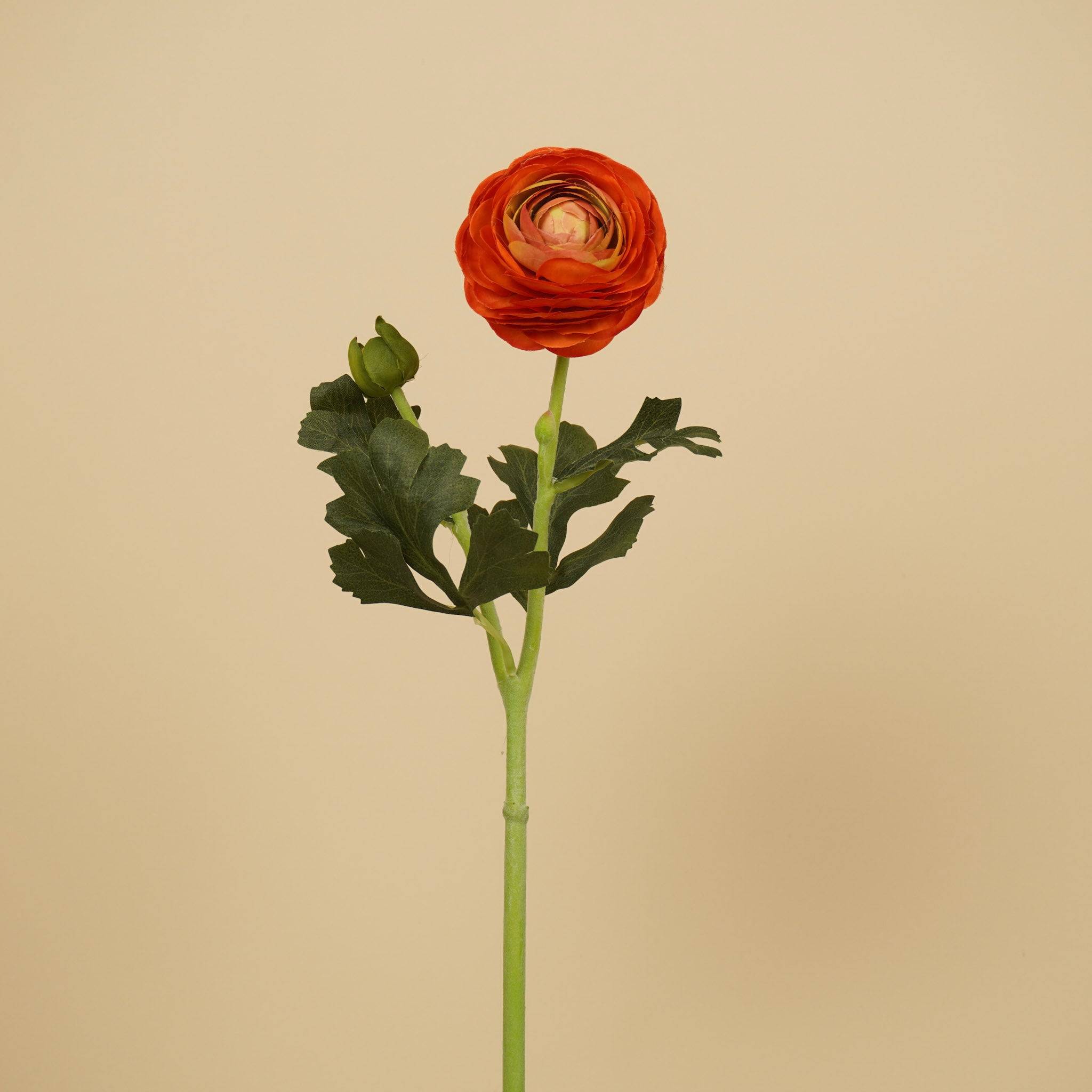 Zijde Ranunculus – Warm Oranje (51 cm)