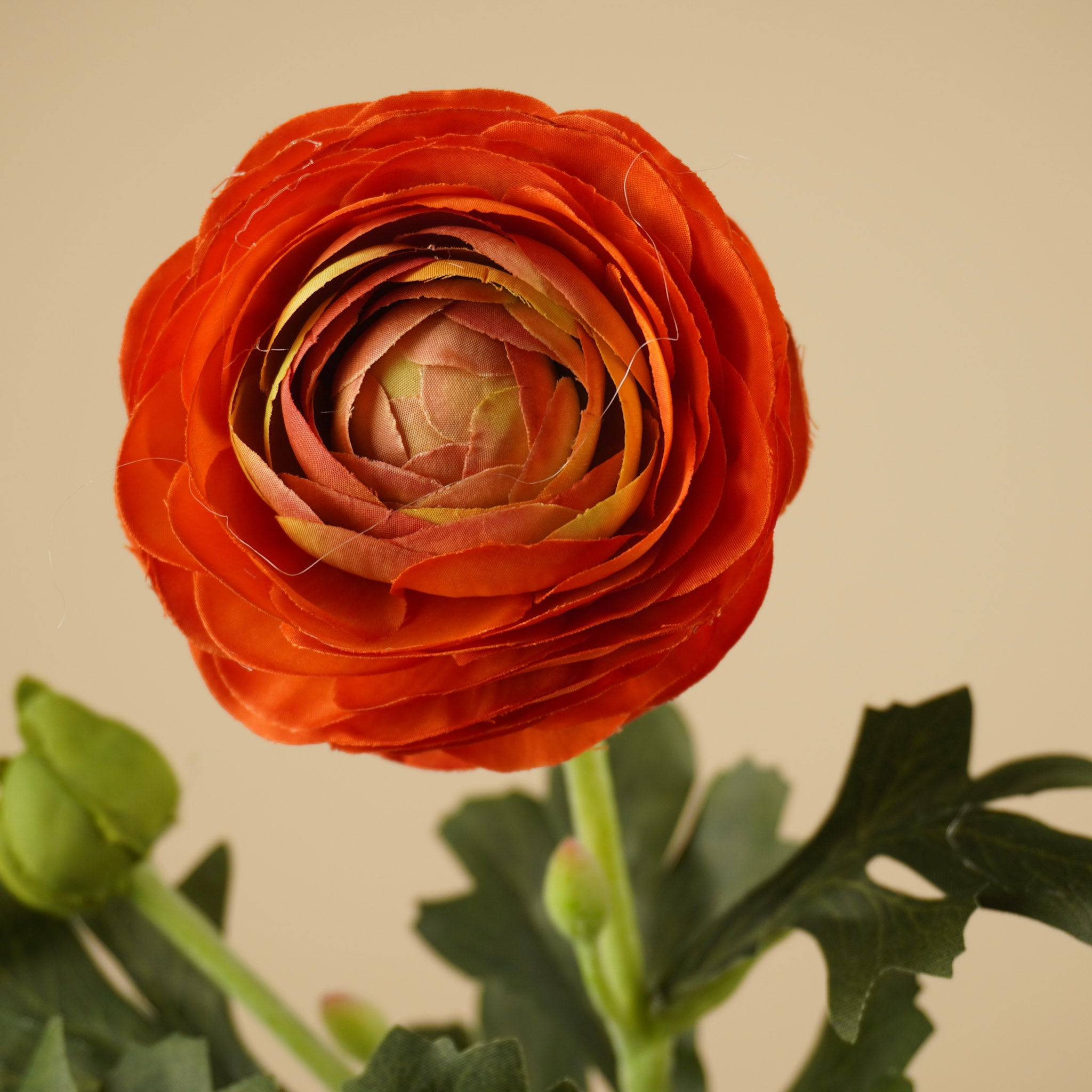 Zijde Ranunculus – Warm Oranje (51 cm)