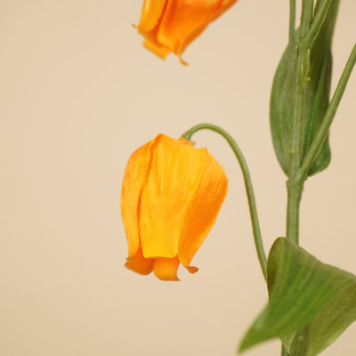Zijde sandersonia lantaarntak oranje