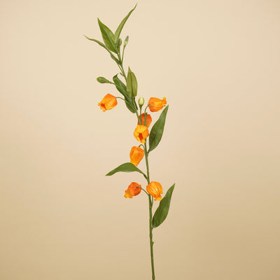 Zijde sandersonia lantaarntak oranje